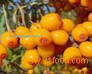 Seabuckthorn   Extract 