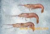 shrimp