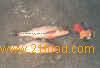 WHITE CROAKER