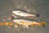 SEA TROUT