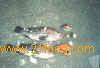 GROUPER