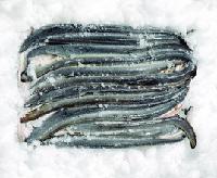 frozen eel