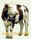 Flavours for Animal feed