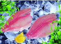 frozen tilapia fish-frozen tilapia fillets-Chinese tilapia