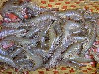 frozen white shrimp-frozen vannamei-frozen shrimp
