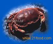 Crab - Cancer pagurus