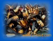 Mussels - Mytilus edulis