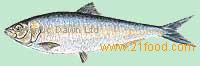 Sardinella
