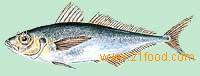Horse Mackerel / Scad