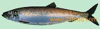 Herring