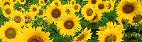 Sunflower  Lecithin 