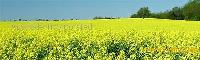 Rapeseed Lecithin