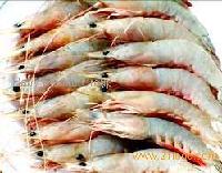  Head  On  White  Shrimp