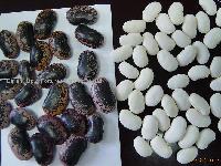 BLACK SOYBEANS LARGE SIZE