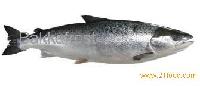 Atlantic Salmon
