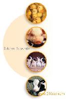 Choline Chloride 60%