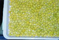 Canned Gingko