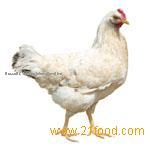 Poultry Meat