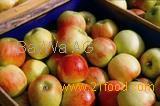  pip  fruit