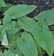 Epimedium  Extract  with  icariin  10-98%