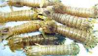 Frozen boiled  mantis   shrimp 