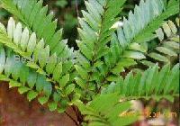 Eurycoma Longifolia Plants