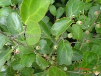 Ficus Deltoidea