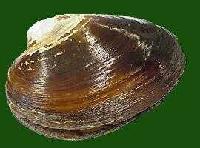  Fresh   Clam 