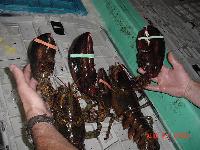 Import Chilled or Fresh Lobster