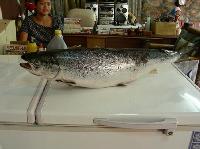 Norwagian Pink Salmon
