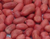 Red skin peanut kernels