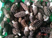 Mushroom -  Morchella  Conica