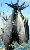 tuna