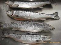 Salmon