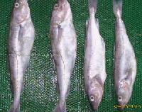 freezing  codfish 