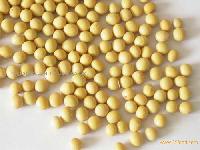SOYABEAN