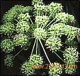 Essential Oil Angelica officinalis