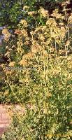 Essential Oil Levisticum officinalis