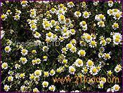 Essential Oil Anthemis nobilis