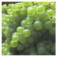 Grape Seed Extract