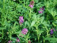 Alfalfa Extract
