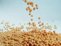Soybean Extract