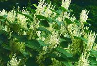 Giant Knotweed P.E