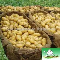 Potato