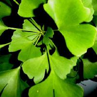 Ginkgo biloba extract