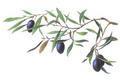 Olive leaf extract