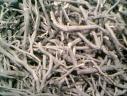 Kava root extract