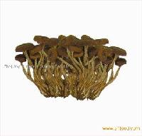 Dried Tea Tree Mushrooms