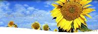 highly purified botanical extracts and specialty ingredients