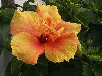  Roselle   Extract / Hibiscus  sabdariffa/Anthocyanidins